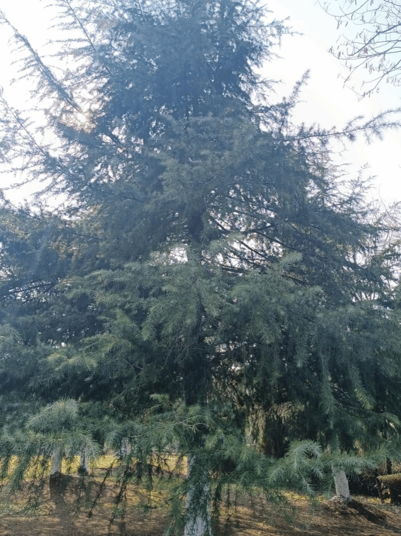 雪松Cedrus deodara (Roxb.) G. Don