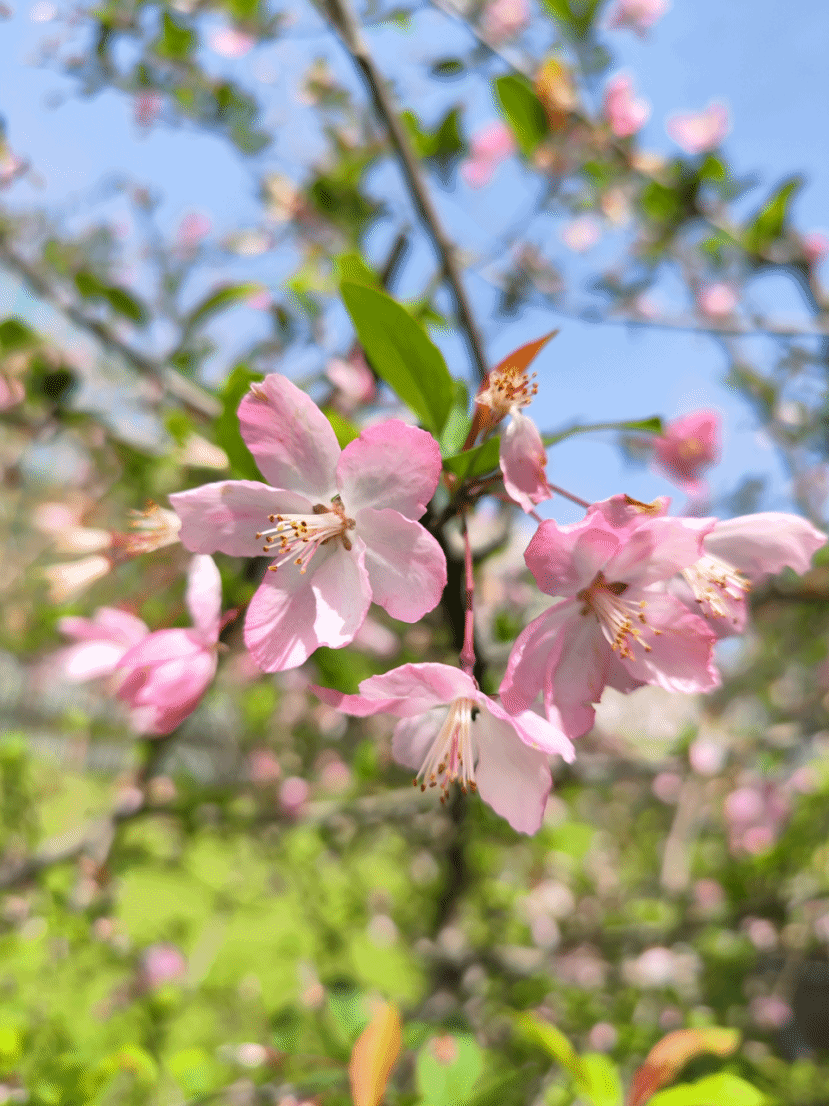 垂丝海棠Malus halliana Koehne