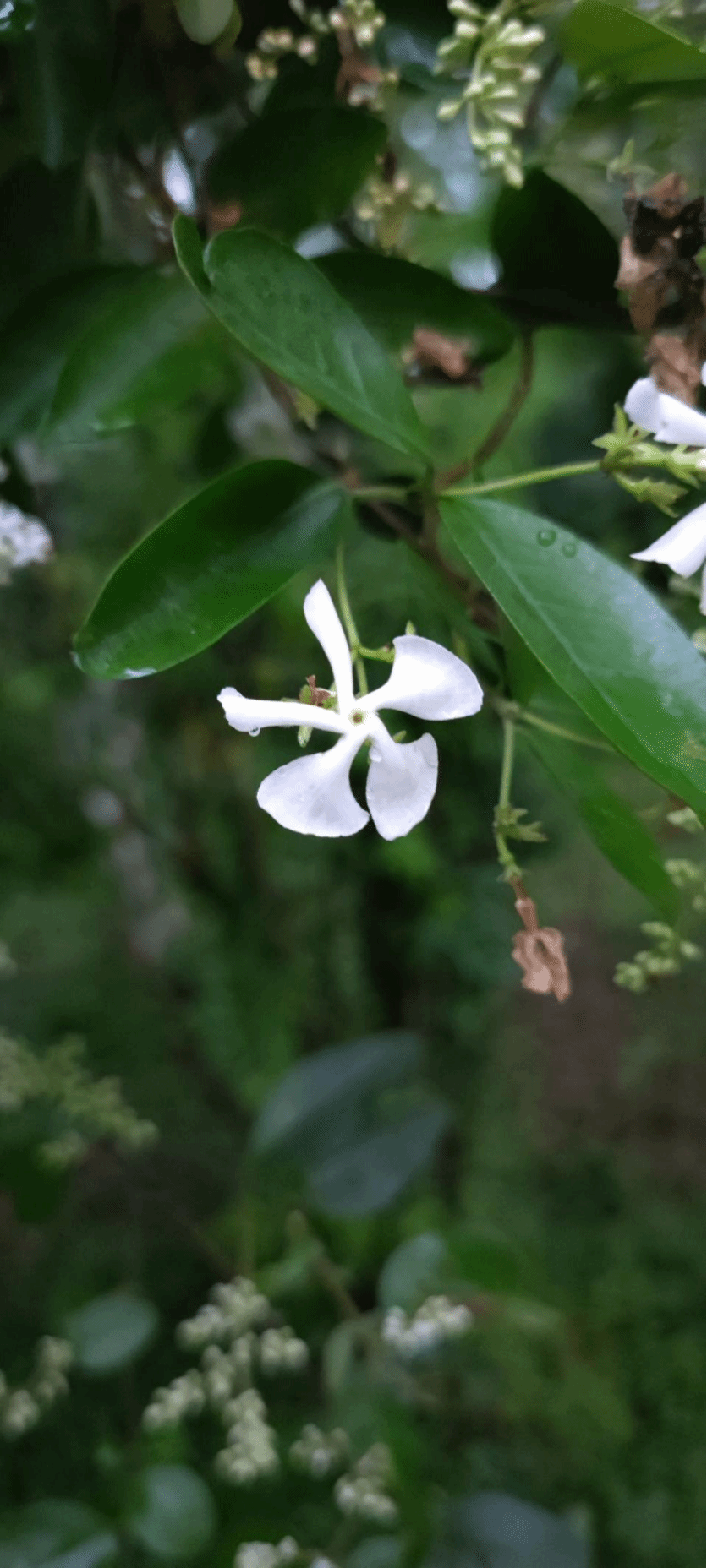 络石Trachelospermum jasminoides (Lindl.) Lem.