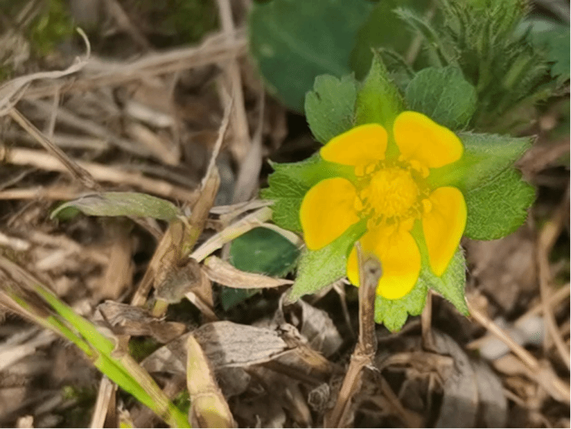 委陵菜Potentilla chinensis Ser.