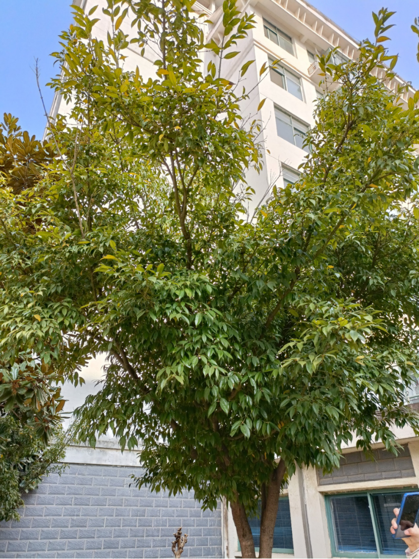 蕈树Altingia chinensis (Champ. ex Benth.) Oliv. ex Hance