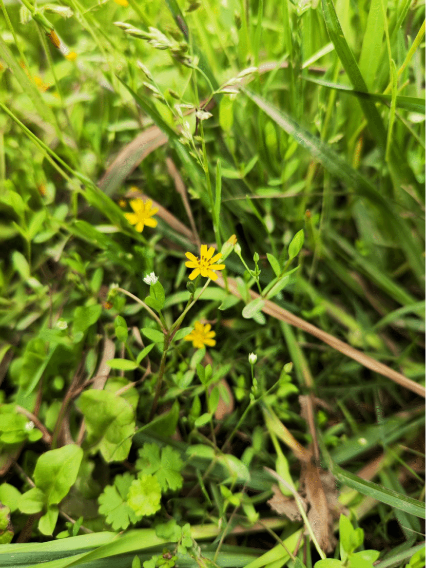 稻槎菜Lapsanastrum apogonoides (Maxim.) Pak & K. Bremer