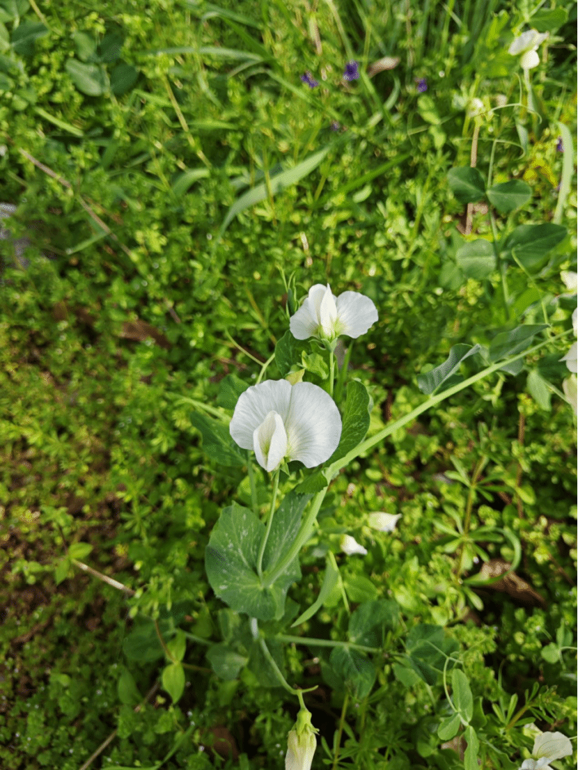 豌豆Pisum sativum L.