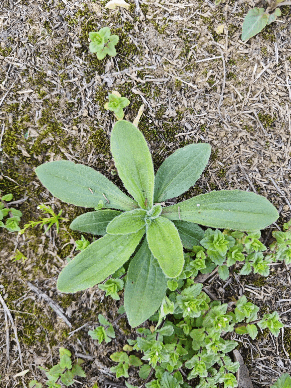 平车前Plantago depressa Willd.
