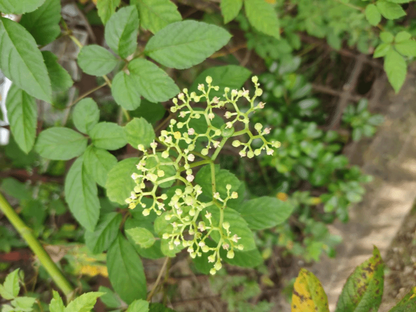 乌蔹莓Causonis japonica (Thunb.) Raf.