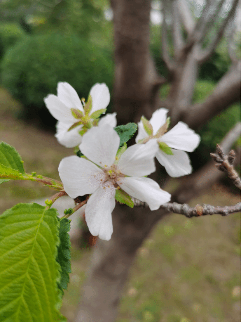 东京樱花Prunus × yedoensis Matsum.