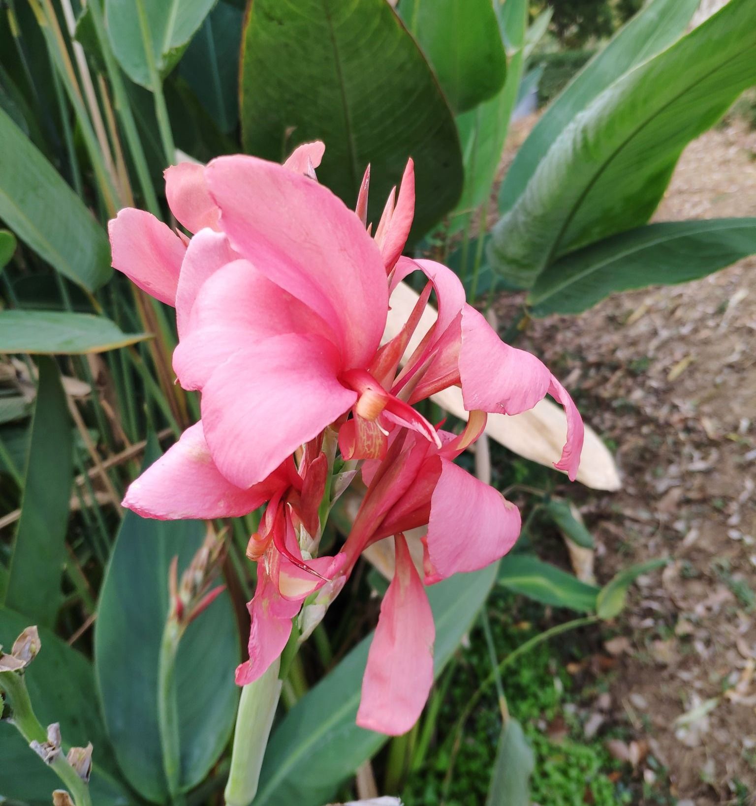 美人蕉 Canna indica L.