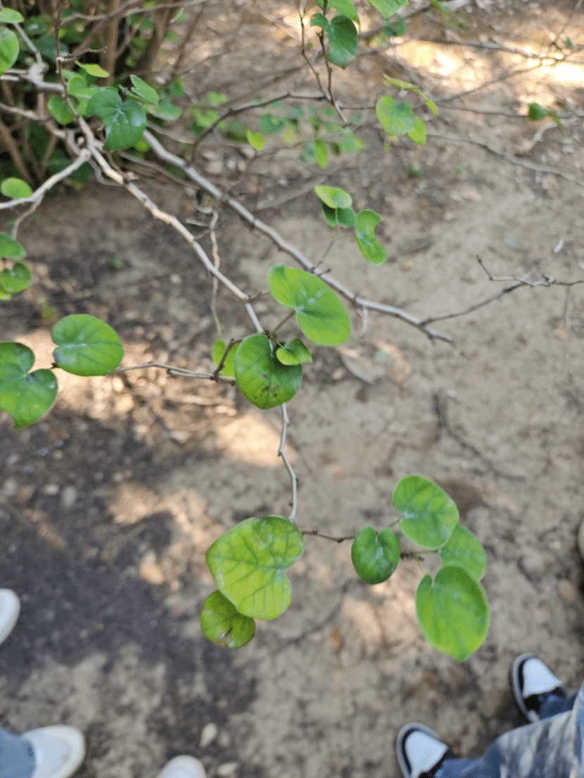 金线吊乌龟Stephania cephalantha Hayata