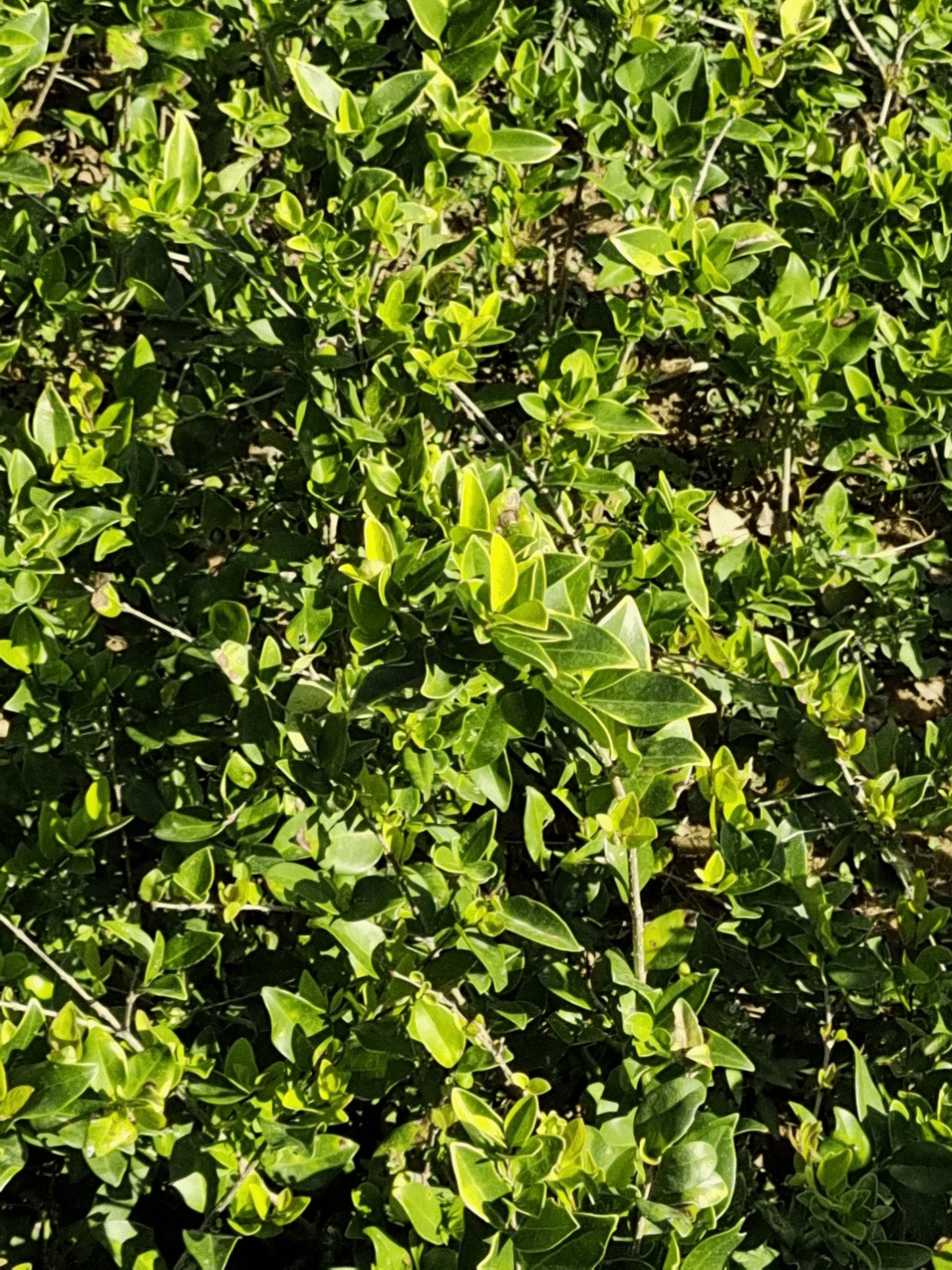 日本女贞Ligustrum japonicum Thunb.