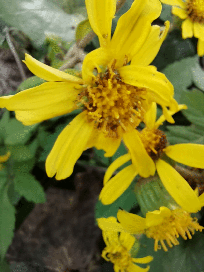 大吴风草Farfugium japonicum (L. f.) Kitam