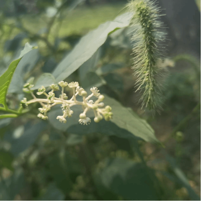 商陆Phytolacca acinosa Roxb.