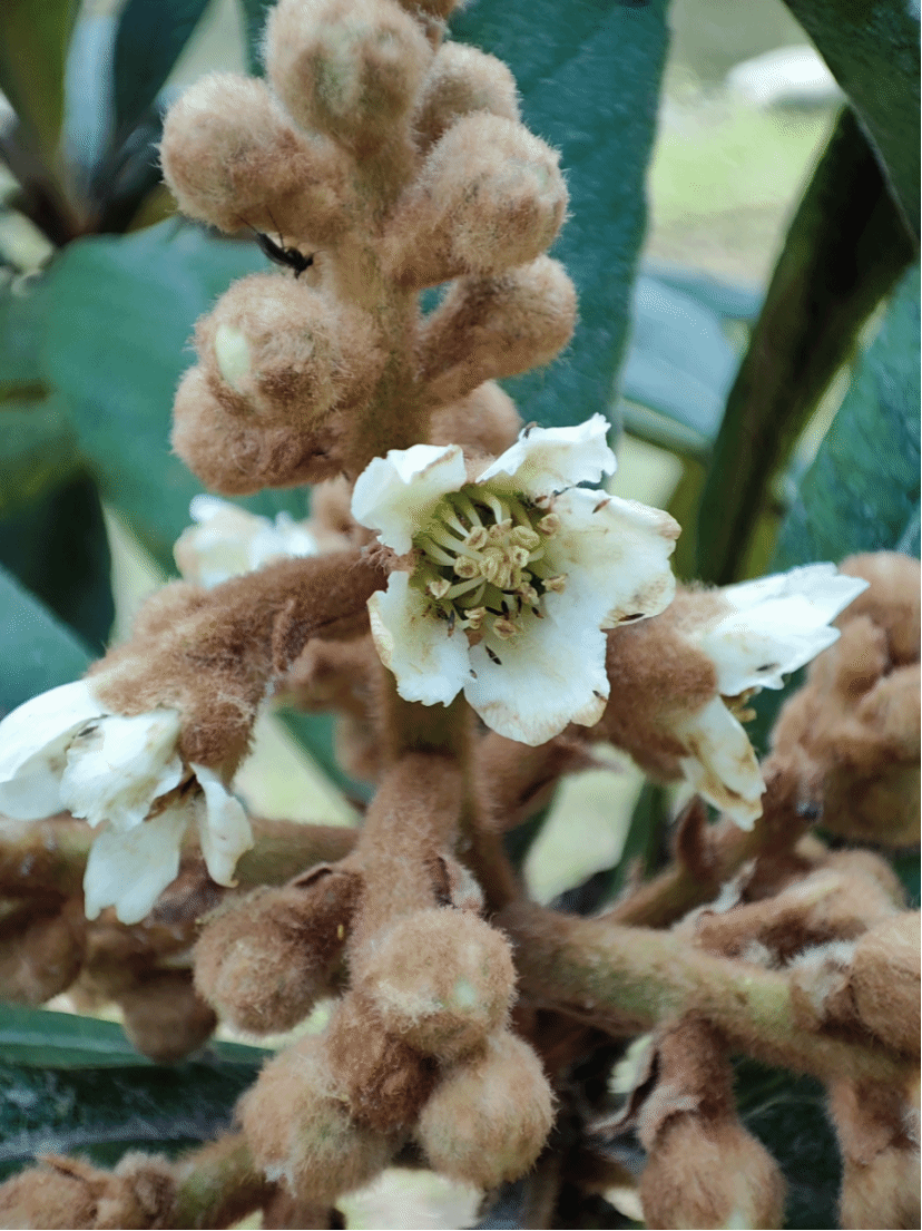 枇杷Eriobotrya japonica (Thunb.) Lindl.
