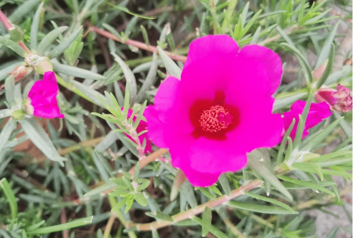 大花马齿苋Portulaca grandiflora Hook.