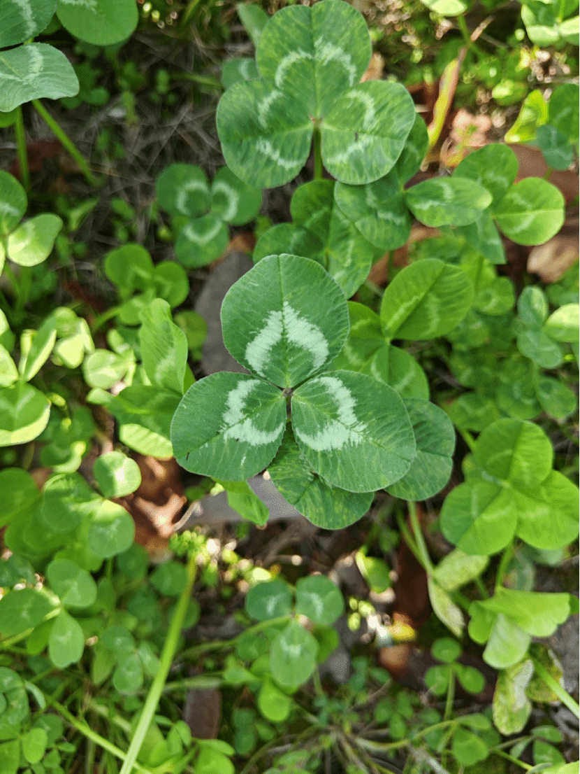 白车轴草Trifolium repens