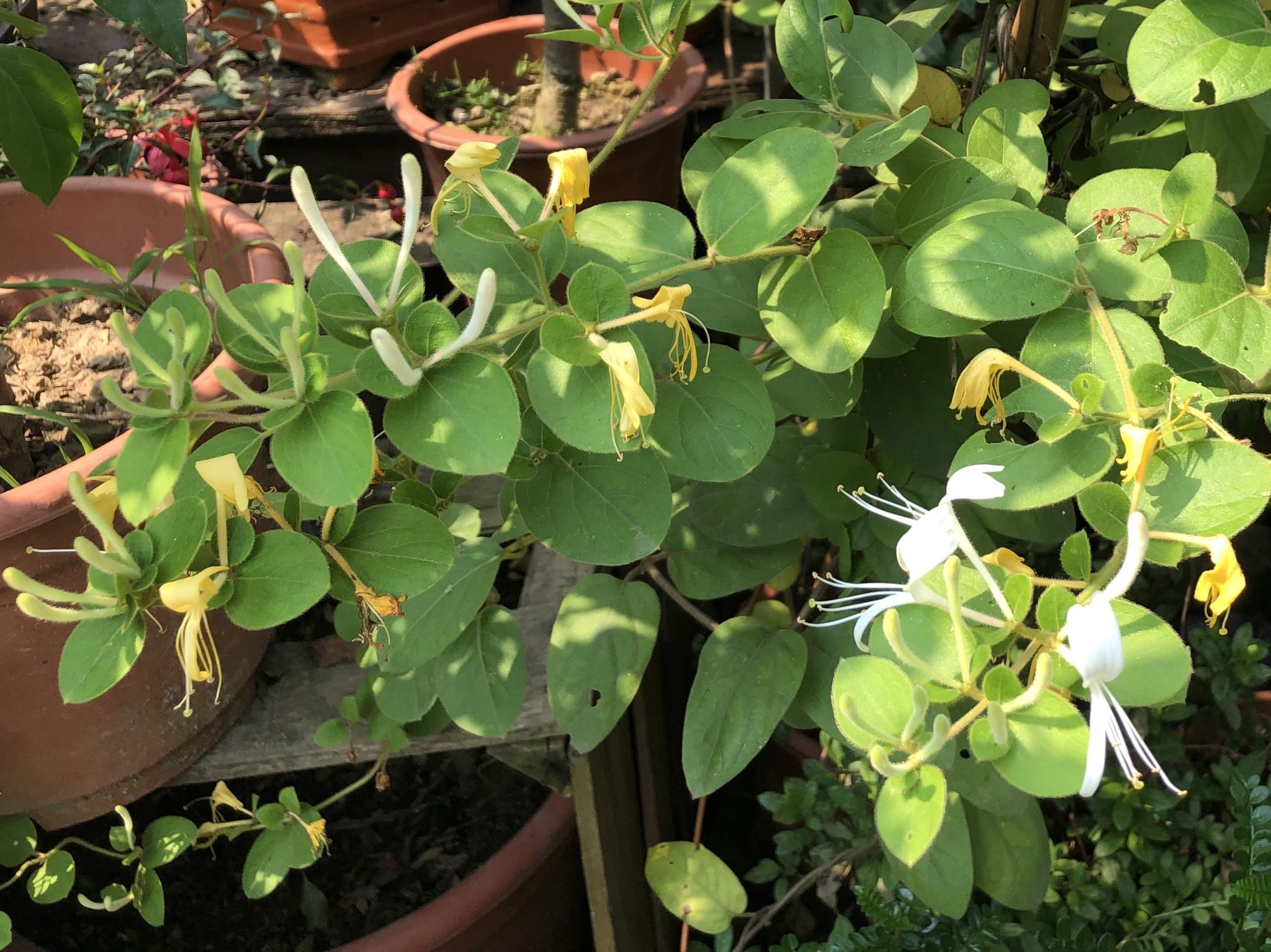 忍冬Lonicera japonica Thunb