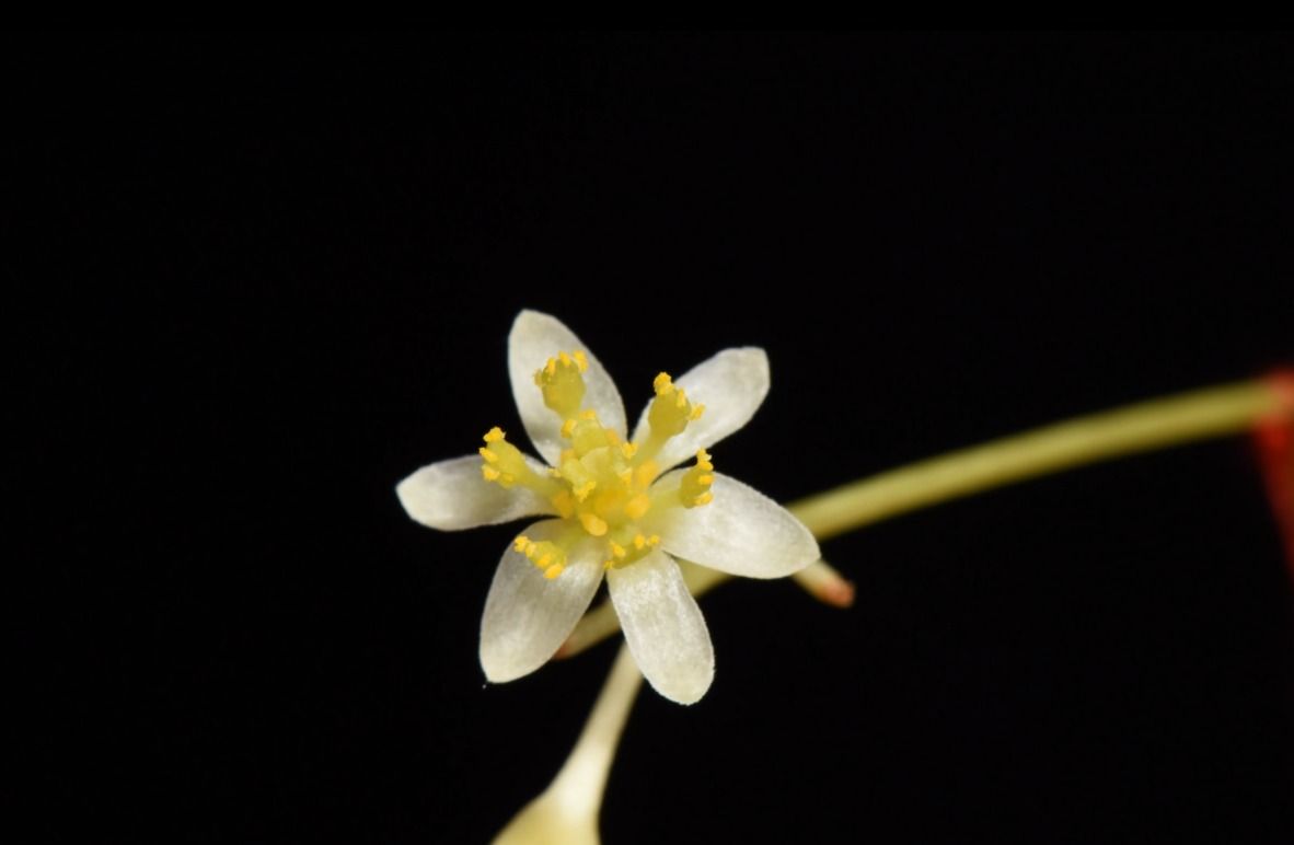 阴香Cinnamomum burmanni