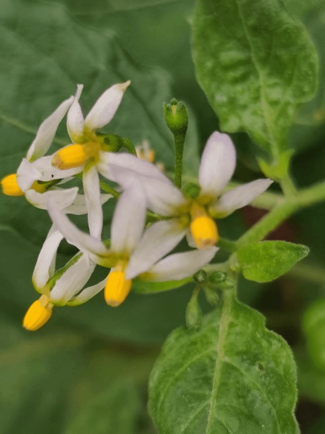 龙葵Solanum nigrum L.
