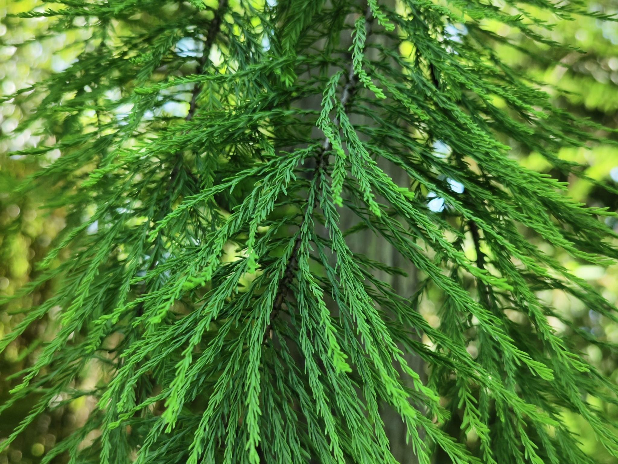 池杉Taxodium distichum var. imbricarium (Nutt.) Croom