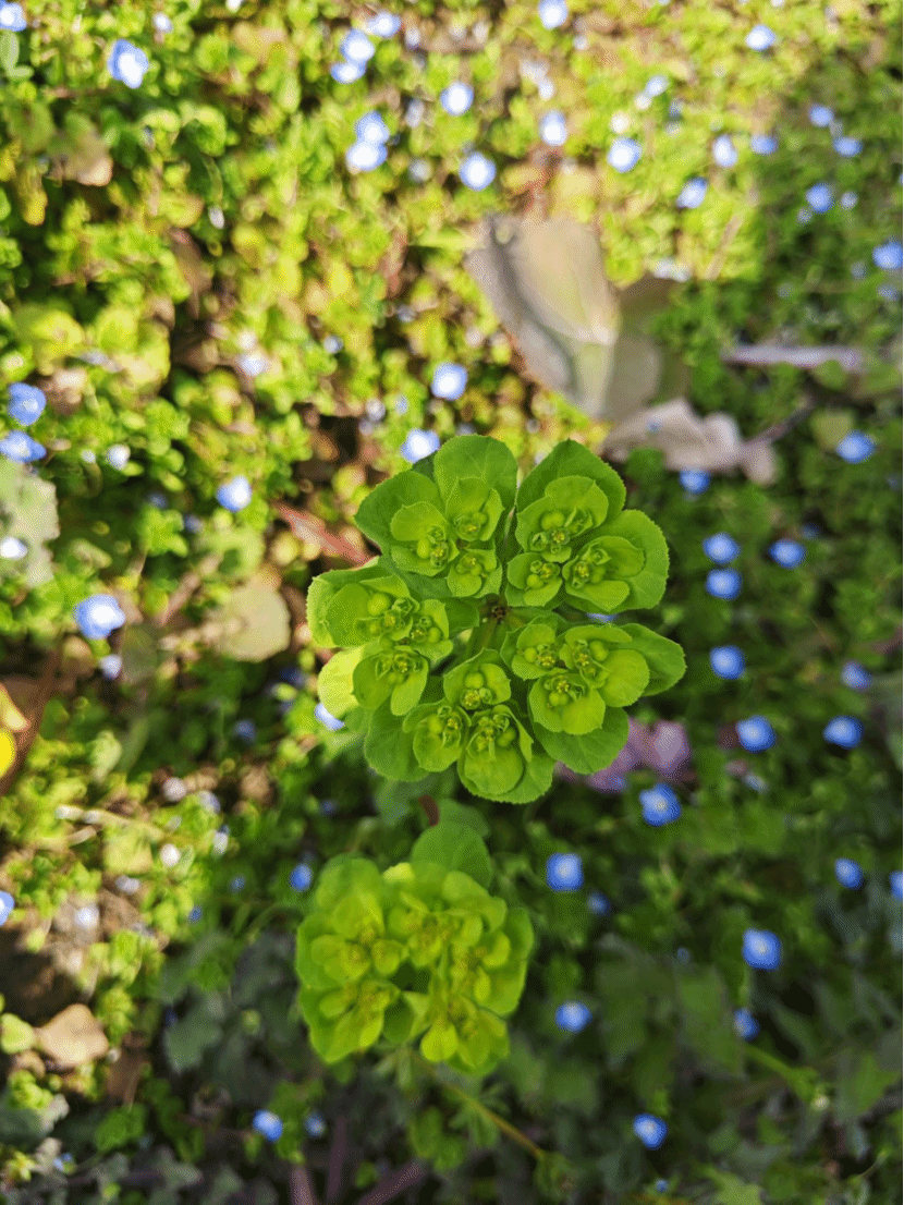 泽漆Euphorbia helioscopia L.