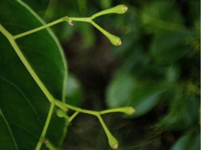 黄樟 Camphora parthenoxylon (Jack) Nees