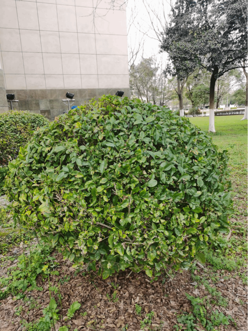 冬青Ilex chinensis Sims