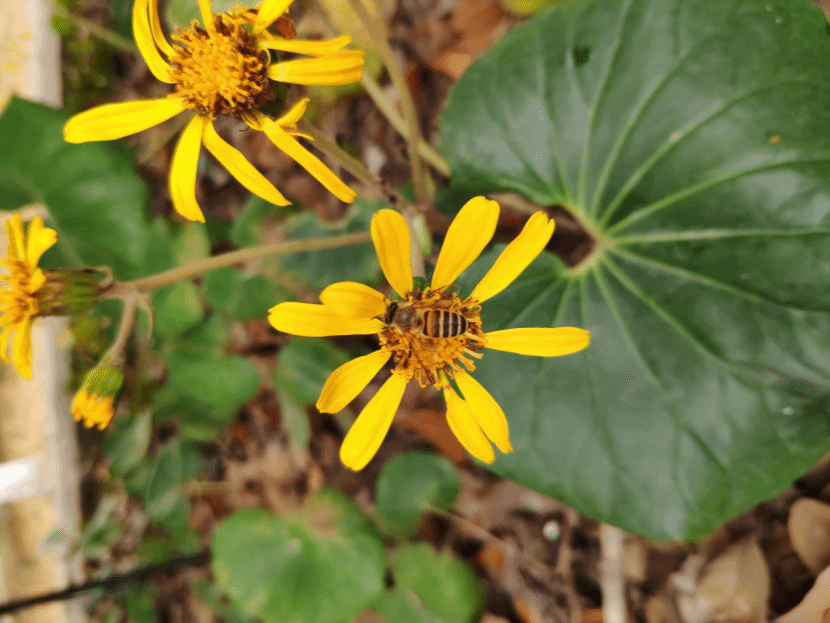 橐吾Ligularia sibirica (L.) Cass