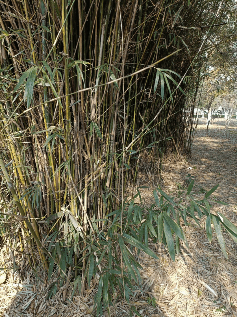 箬竹Indocalamus tessellatus (Munro) P. C. Keng