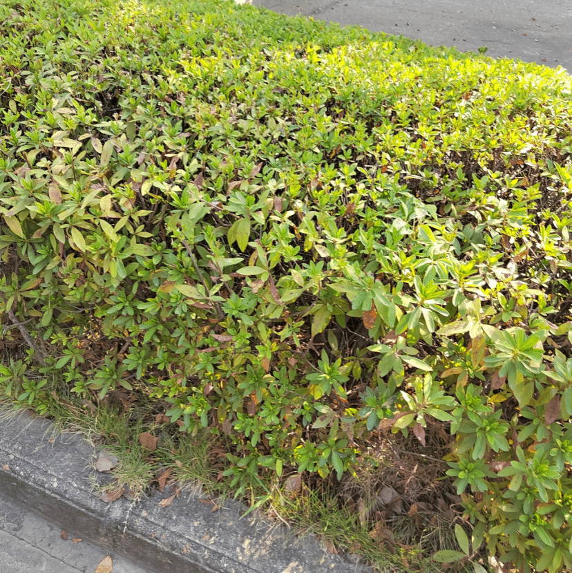 顶花板凳果Pachysandra terminalis Siebold & Zucc.