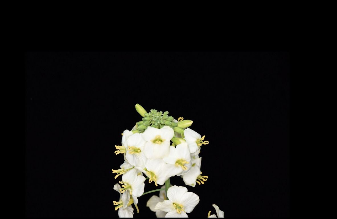 油菜Brassica rapa var. oleifera DC.