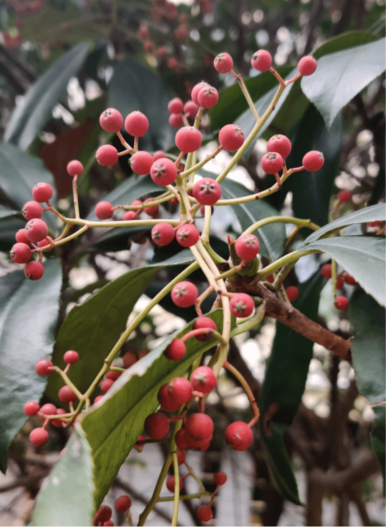 石楠Photinia serratifolia (Desf.) Kalkman