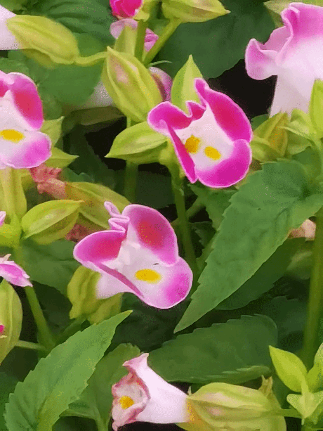 蓝猪耳Torenia fournieri Linden ex E. Fourn.
