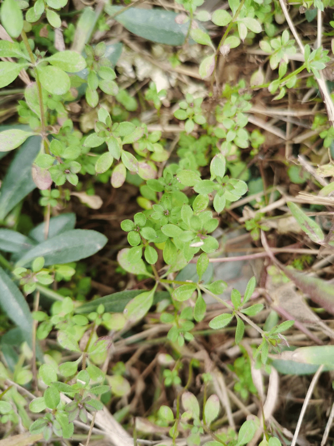 四叶葎Galium bungei Steud.