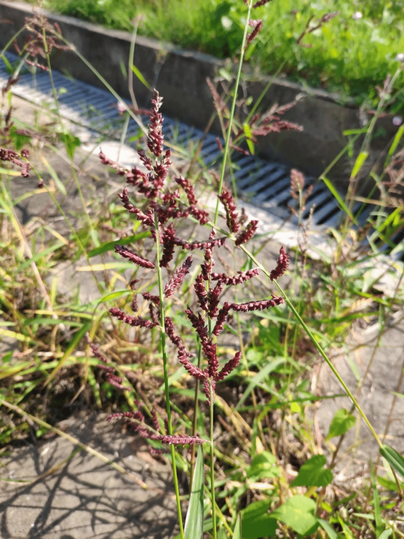 稗Echinochloa crus-galli (L.) P. Beauv.