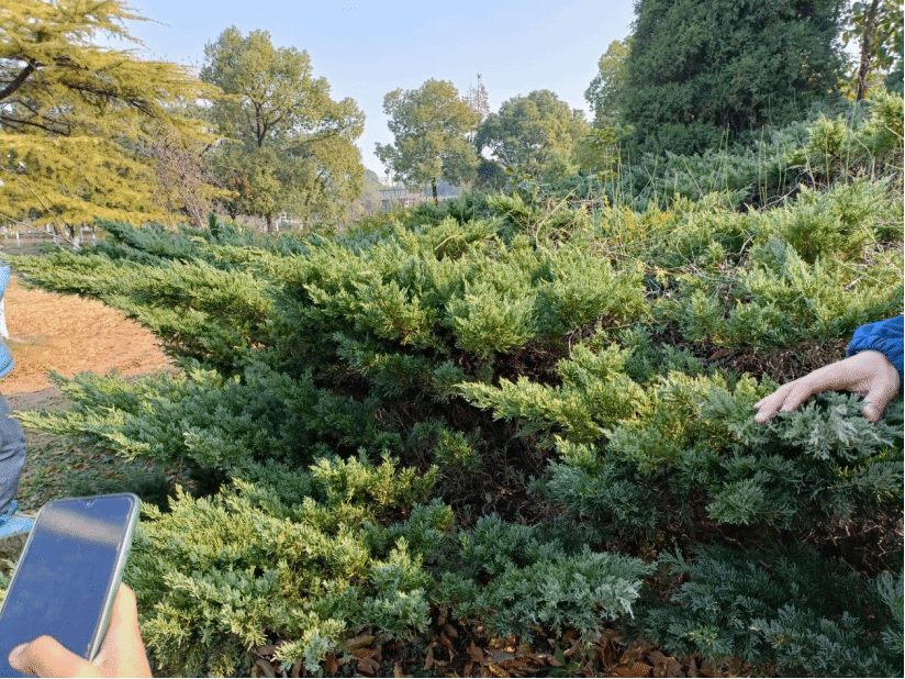 铺地柏Juniperus procumbens Sargent
