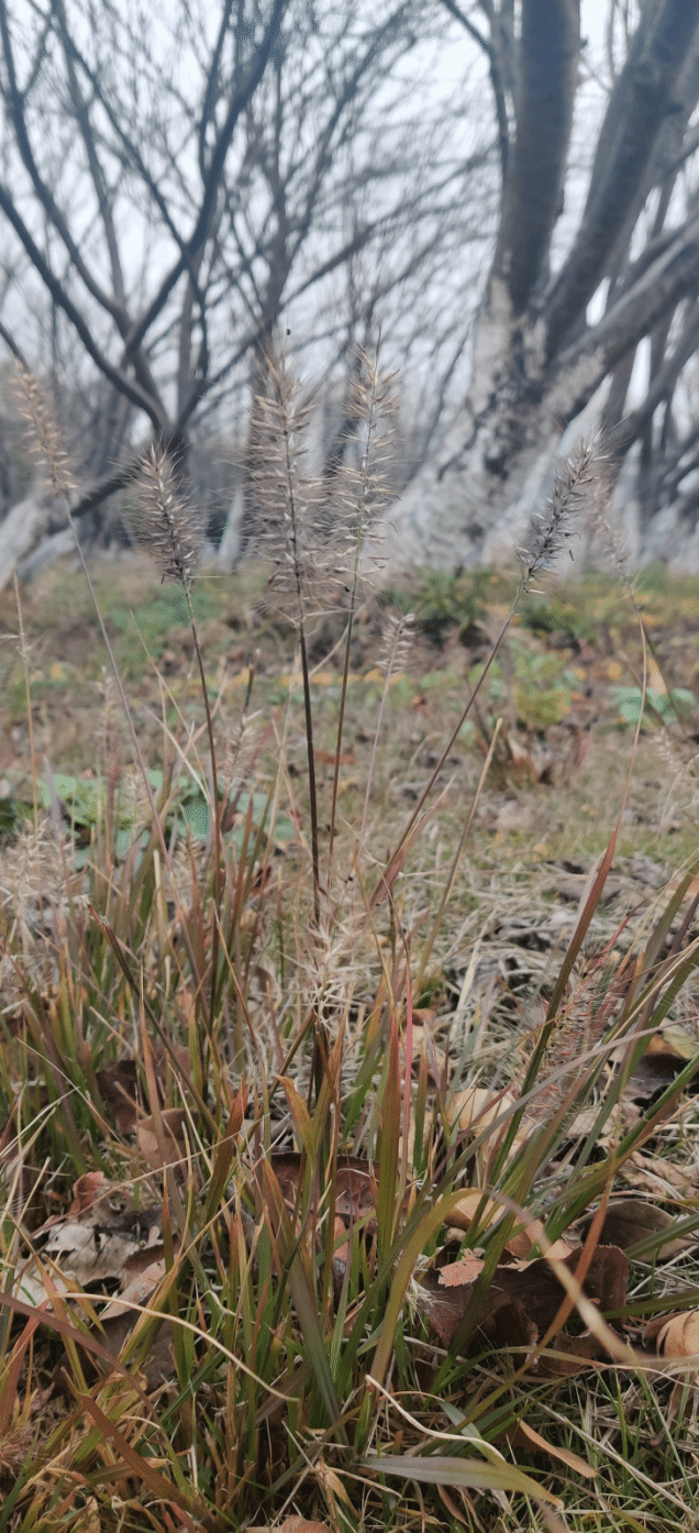 狼尾草Pennisetum alopecuroides (L.) Spreng.