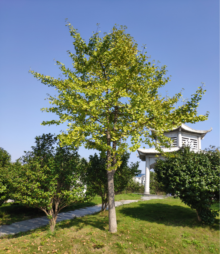 银杏Ginkgo biloba L