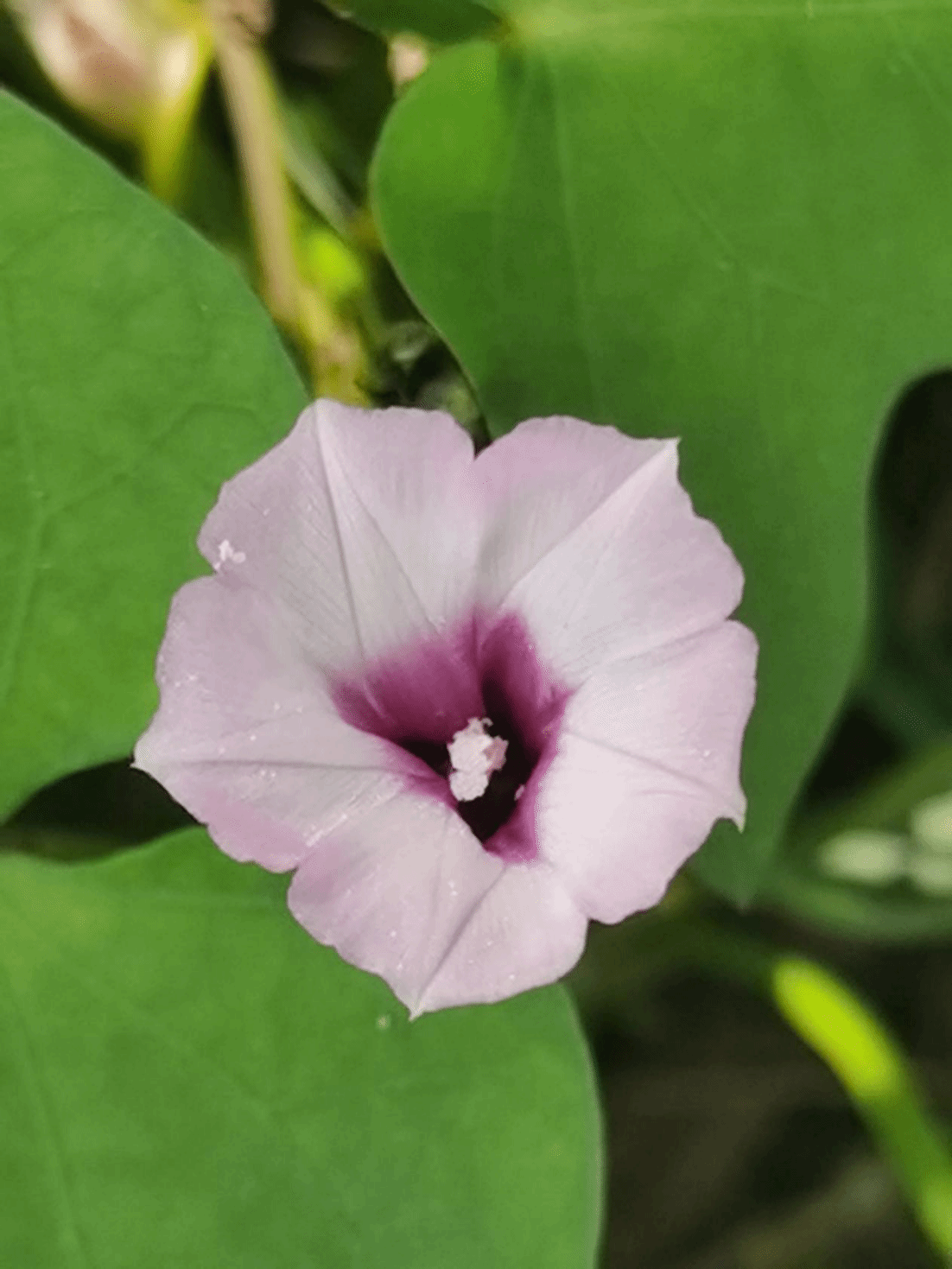 三裂叶薯Ipomoea triloba L.
