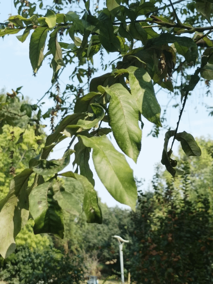 榉树Zelkova serrata (Thunb.) Makino