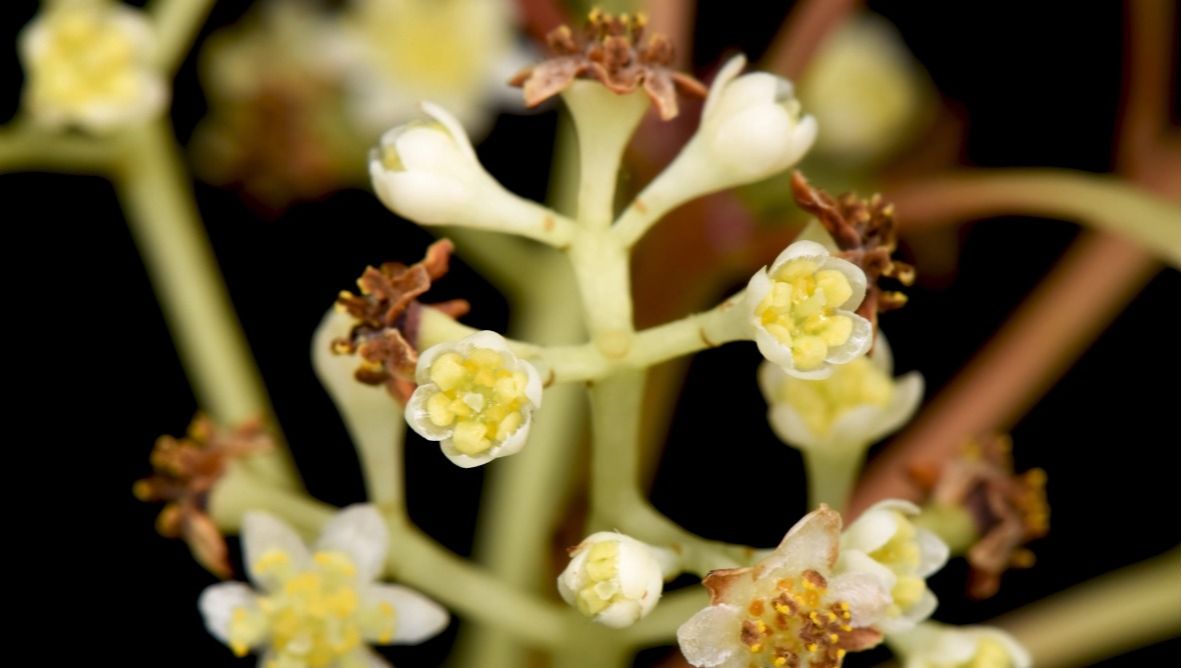 香樟 Cinnamomum camphora (L.) Presl.