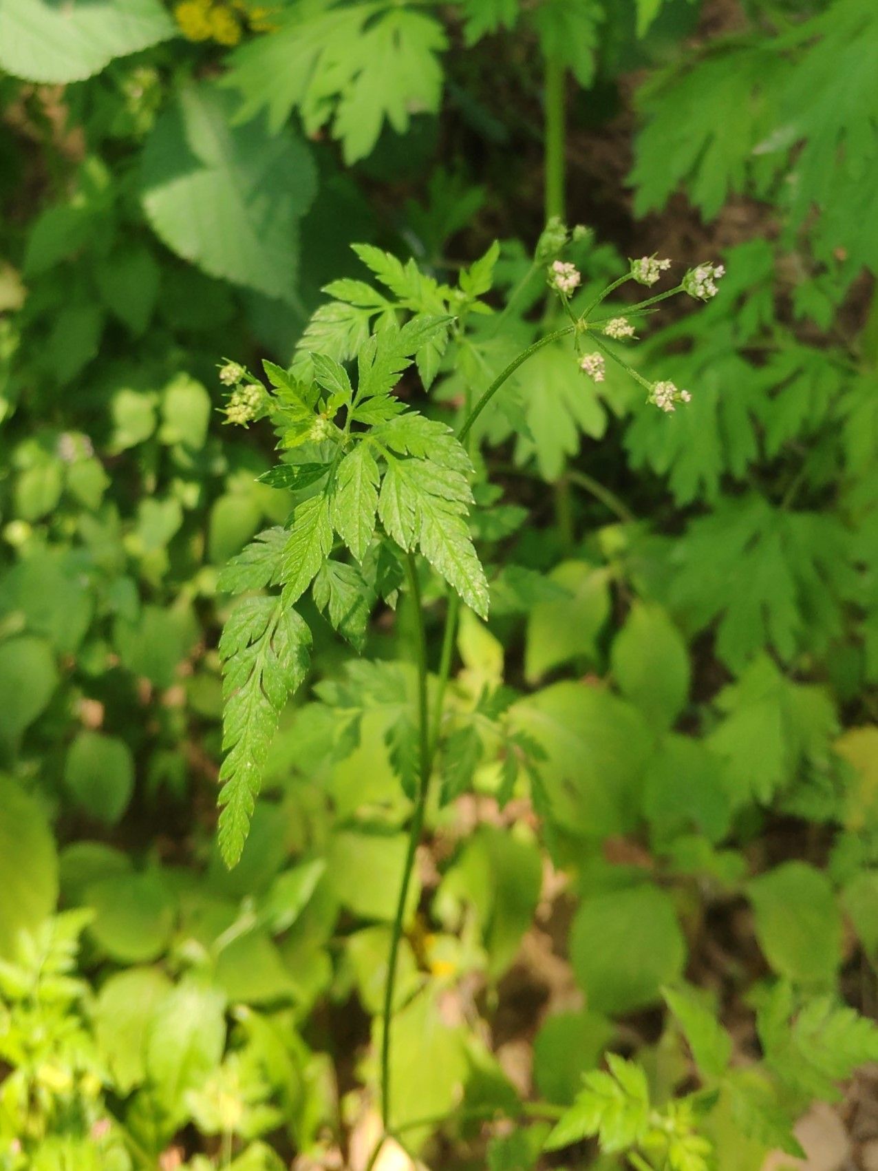 窃衣Torilis scabra (Thunb.) DC