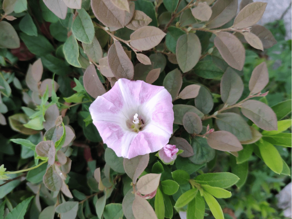 旋花Calystegia sepium (L.) R. Br.