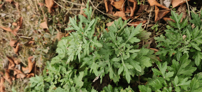 艾Artemisia argyi H. Lév. & Vaniot