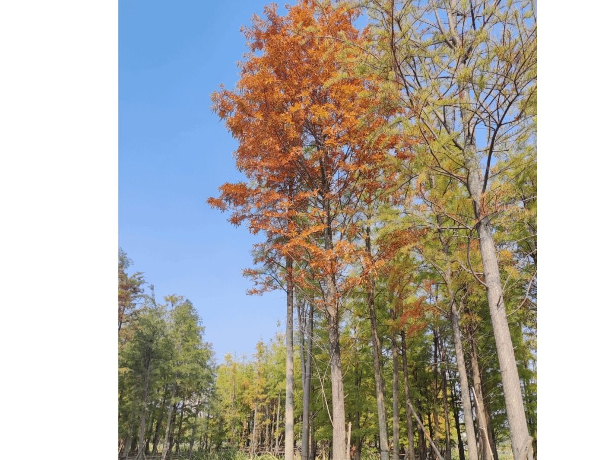 ​水杉Metasequoia glyptostroboides Hu & W. C. Cheng