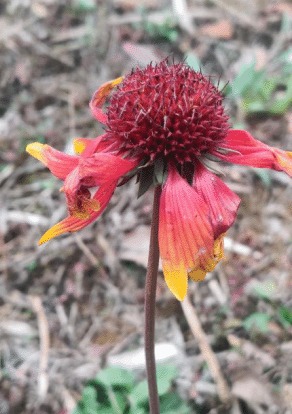 天人菊Gaillardia pulchella Foug