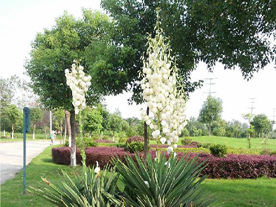 凤尾兰 Yucca gloriosa L.