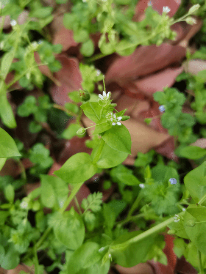 繁缕Stellaria media (L.) Vill.