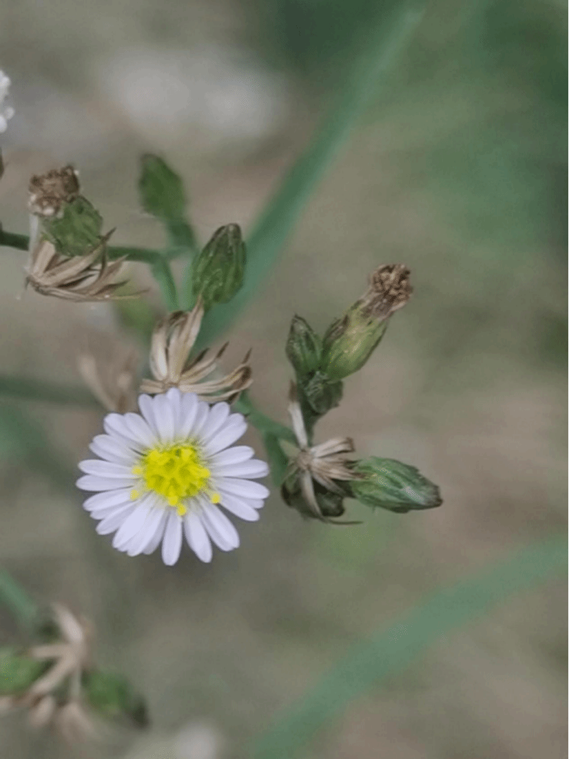 钻叶紫菀Symphyotrichum subulatum (Michx.) G. L. Nesom