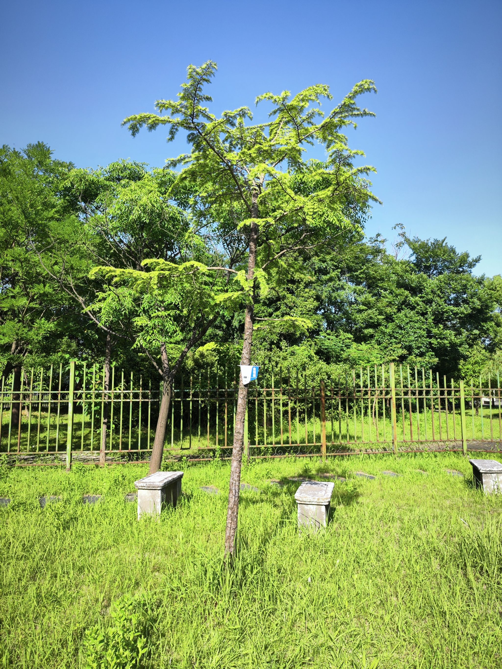 金钱松Pseudolarix amabilis (J. Nelson) Rehder