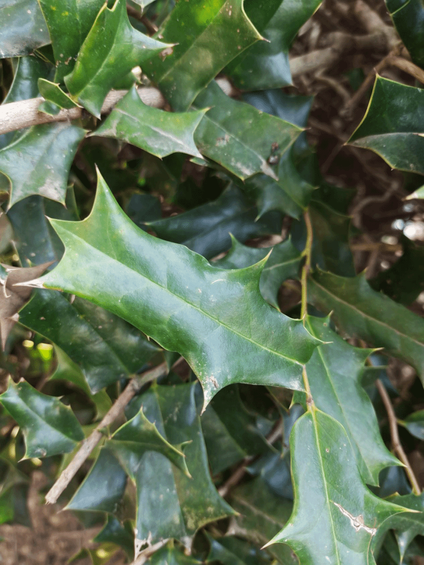 枸骨Ilex cornuta Lindl. & Paxton