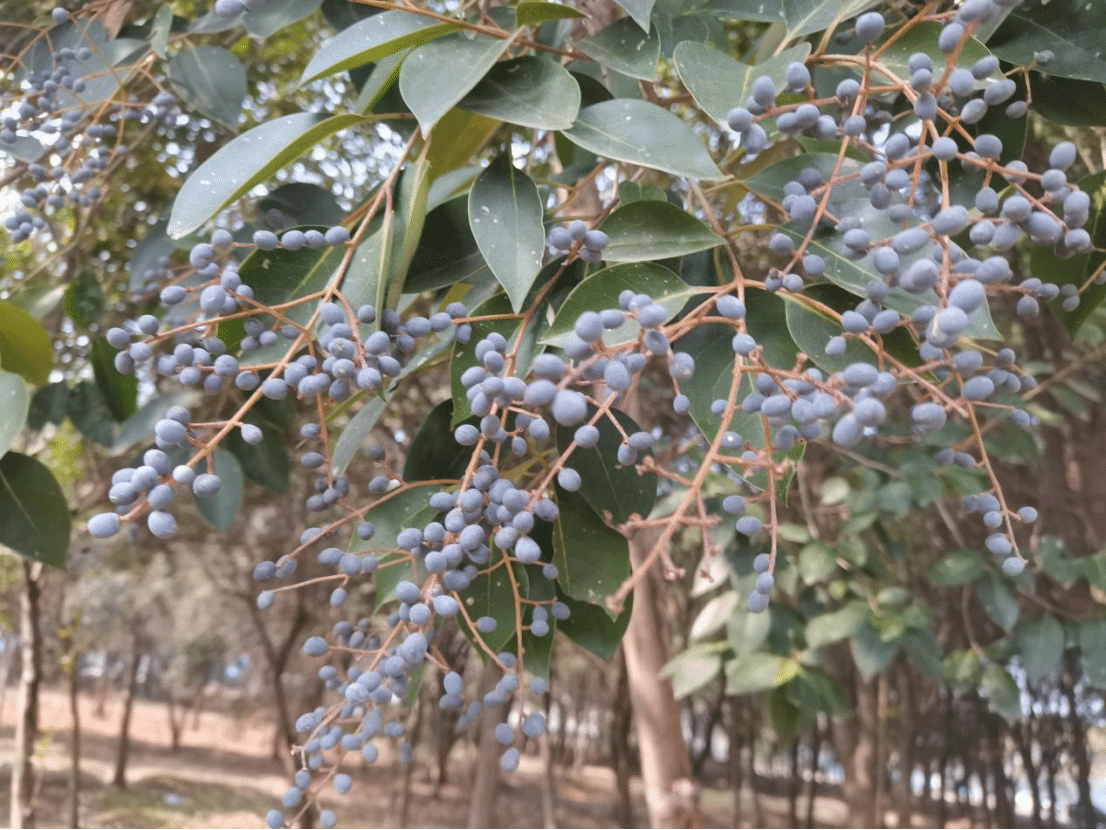 女贞Ligustrum lucidum W. T. Aiton